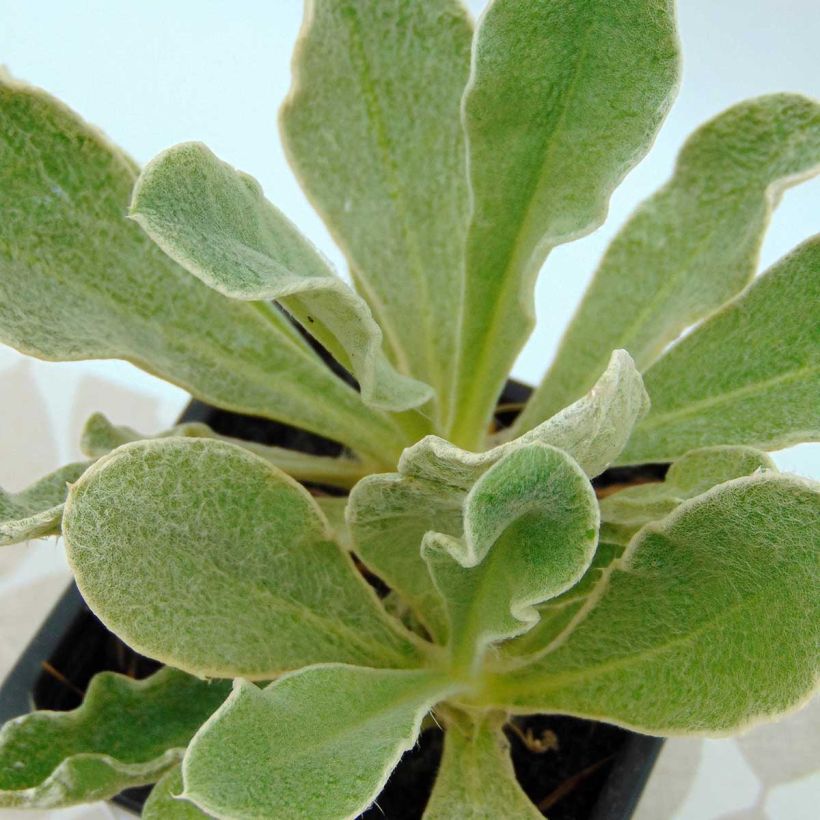 Kranz-Lichtnelke Oculata - Lychnis coronaria (Foliage)