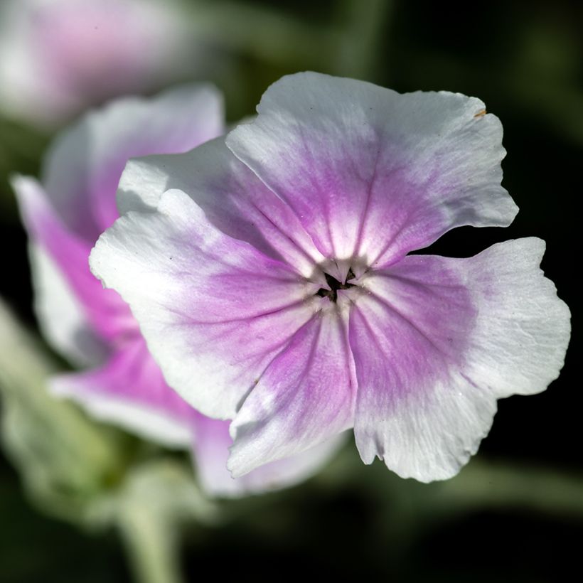 Kranz-Lichtnelke Oculata - Lychnis coronaria (Flowering)