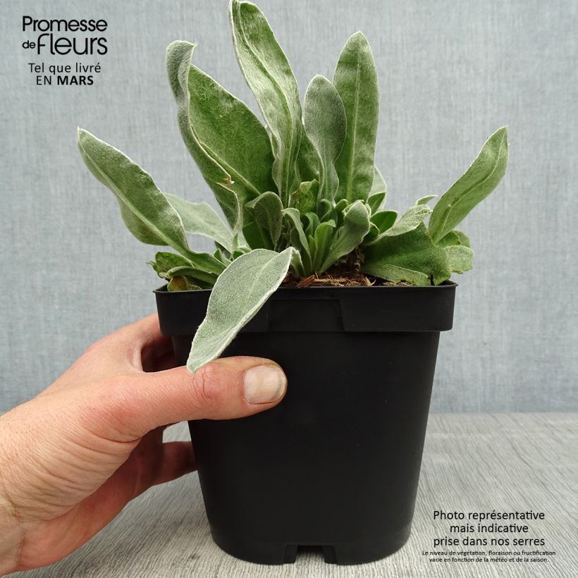 Exemplar von Kranz-Lichtnelke Atrosanguinea - Lychnis coronaria Topf mit 2L/3L wie im Frühjahr geliefert