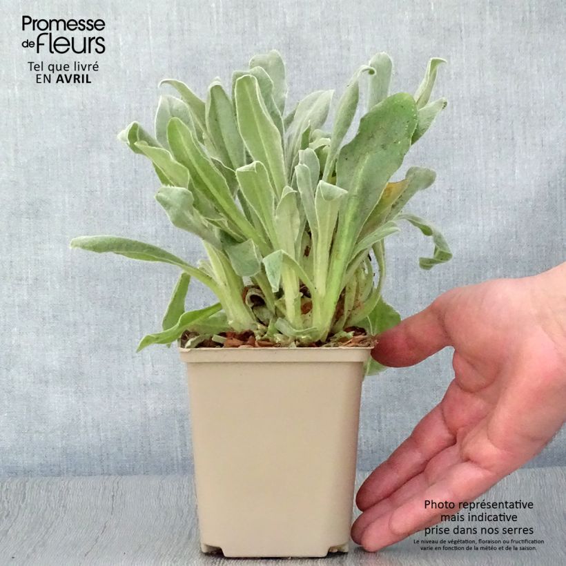 Exemplar von Kranz-Lichtnelke Gardener s World - Lychnis coronaria Kleine Töpfe von 8/9 cm wie im Frühjahr geliefert