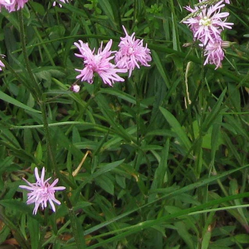Kuckucks-Lichtnelke Jenny - Lychnis flos-cuculi (Foliage)