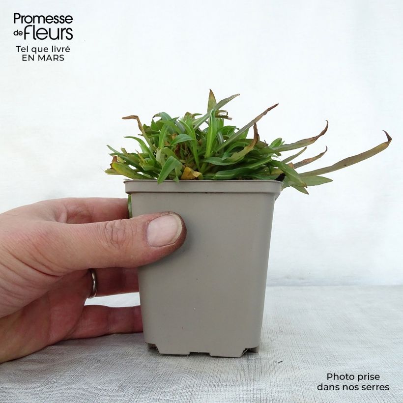 Exemplar von Kuckucks-Lichtnelke Jenny - Lychnis flos-cuculi Kleine Töpfe von 7/8 cm wie im Frühjahr geliefert