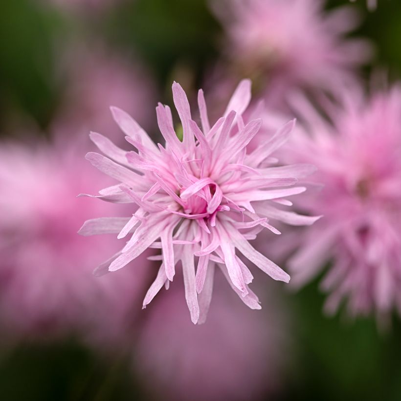 Kuckucks-Lichtnelke Jenny - Lychnis flos-cuculi (Flowering)