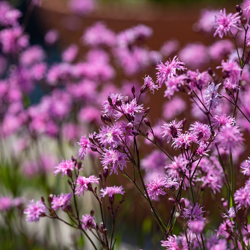 Kuckucks-Lichtnelke Jenny - Lychnis flos-cuculi (Plant habit)