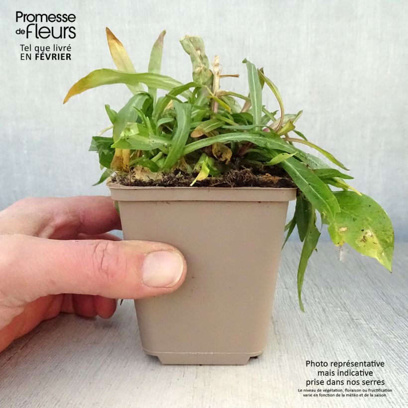 Exemplar von Kuckucks-Lichtnelke - Lychnis flos-cuculi Kleine Töpfe von 8/9 cm wie im Winter geliefert