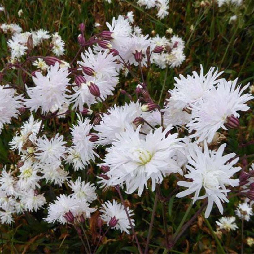 Kuckucks-Lichtnelke Petit Henri - Lychnis flos-cuculi (Flowering)