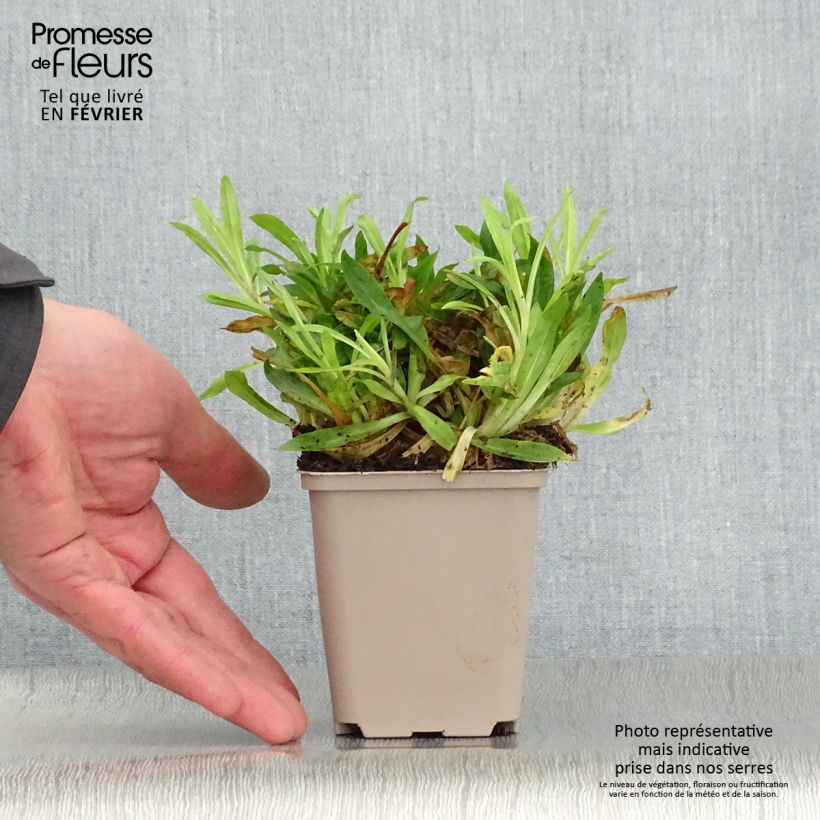 Exemplar von Kuckucks-Lichtnelke Petit Henri - Lychnis flos-cuculi Kleine Töpfe von 8/9 cm wie im Winter geliefert