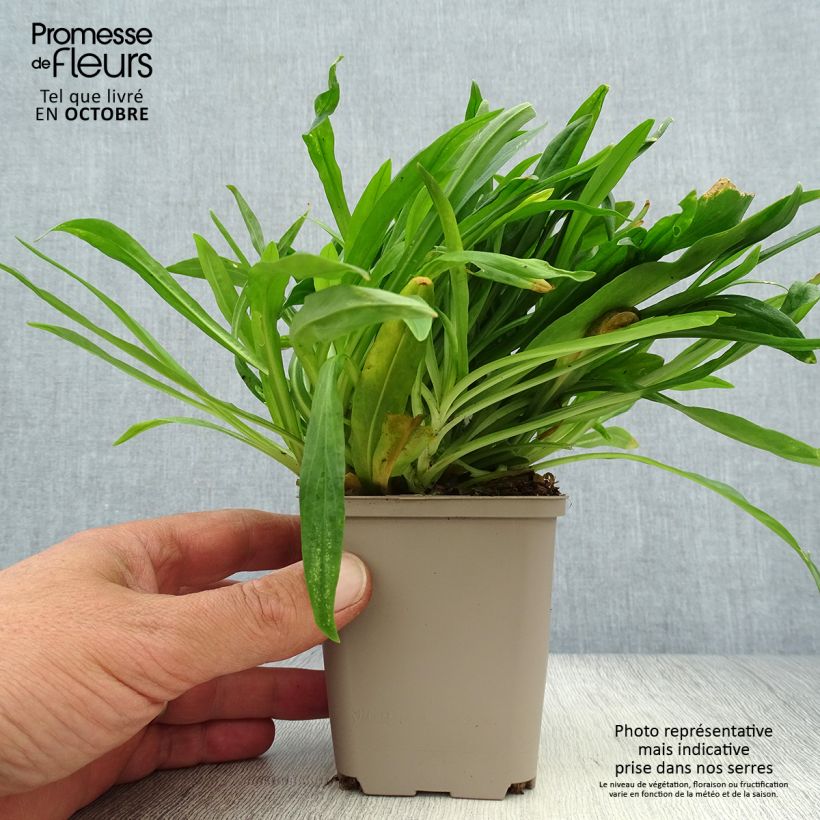 Example of Kuckucks-Lichtnelke Petit Henri - Lychnis flos-cuculi Kleine Töpfe von 8/9 cm as you get in automne