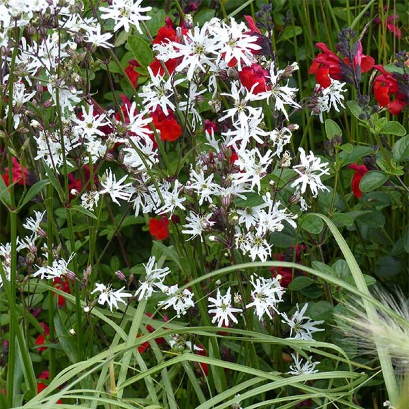 Kuckucks-Lichtnelke White Robin - Lychnis flos-cuculi (Plant habit)
