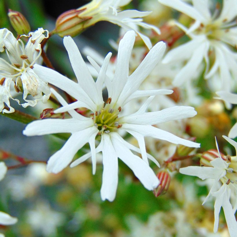 Kuckucks-Lichtnelke White Robin - Lychnis flos-cuculi (Flowering)