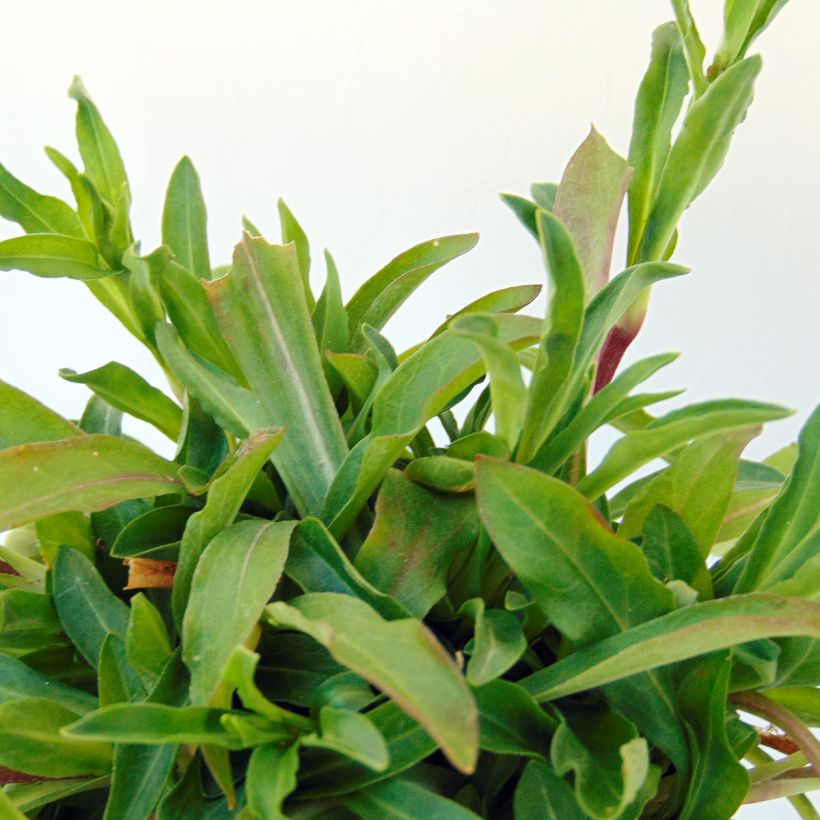 Kuckucks-Lichtnelke White Robin - Lychnis flos-cuculi (Foliage)
