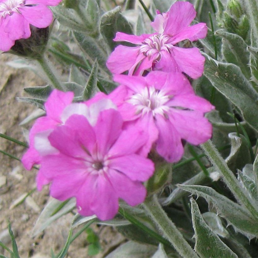 Jupiter-Nelke - Lychnis flos-jovis (Flowering)