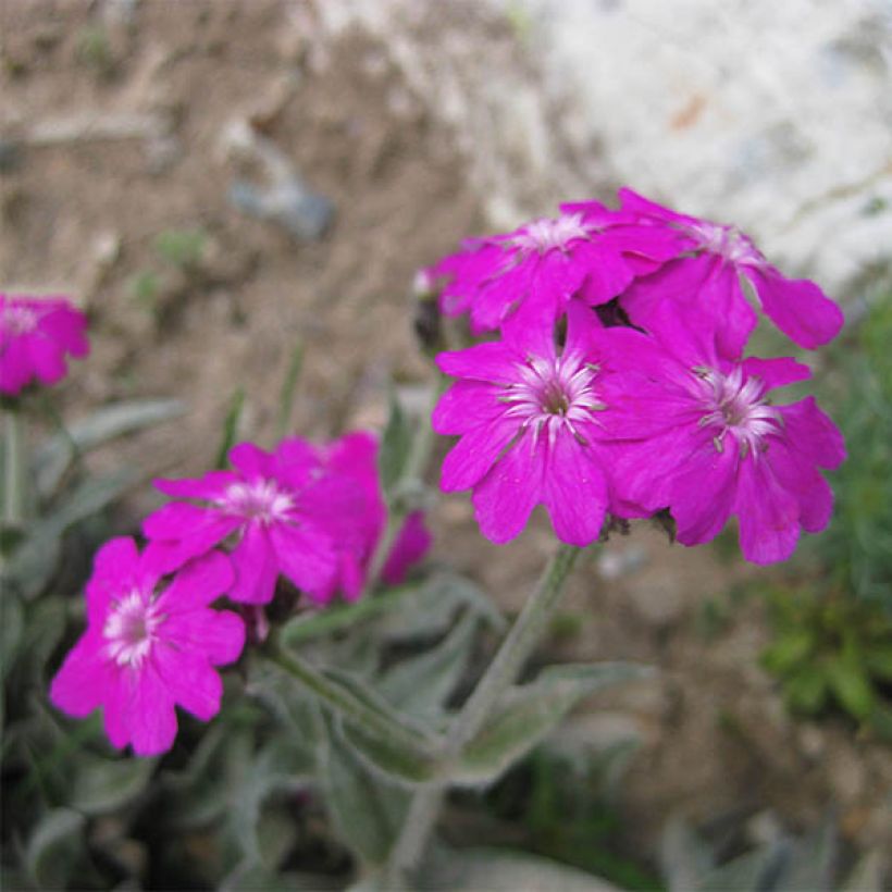 Jupiter-Nelke Peggy - Lychnis flos-jovis (Flowering)