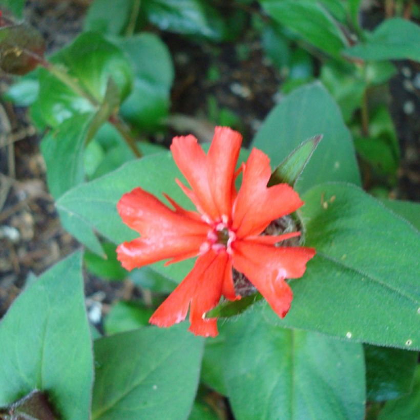 Haage-Nelke Molten Lava - Lychnis haageana (Foliage)
