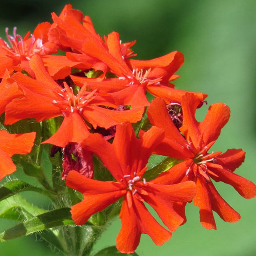 Haage-Nelke Molten Lava - Lychnis haageana (Flowering)