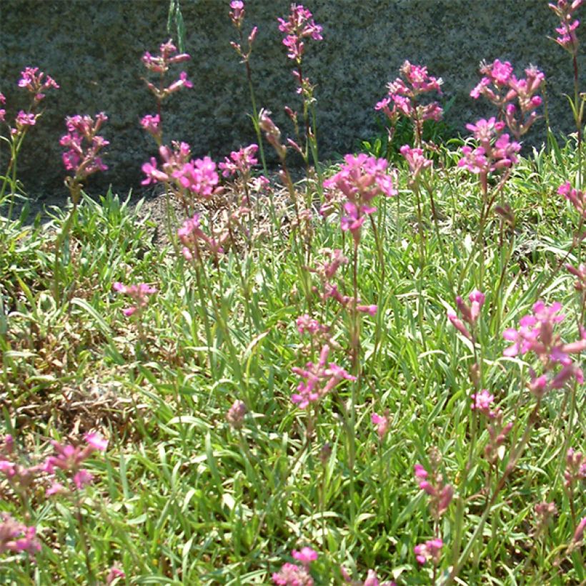 Gewöhnliche Pechnelke Plena - Lychnis viscaria (Flowering)