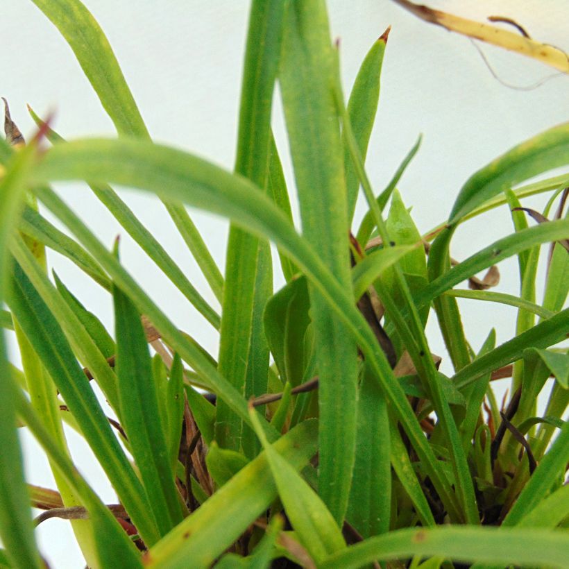 Gewöhnliche Pechnelke Plena - Lychnis viscaria (Foliage)