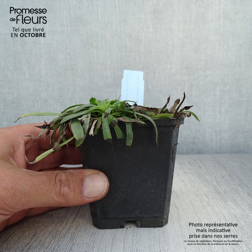 Example of Gewöhnliche Pechnelke Plena - Lychnis viscaria Kleine Töpfe von 8/9 cm as you get in automne