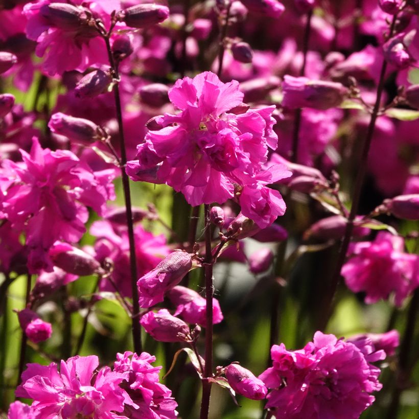 Gewöhnliche Pechnelke Plena - Lychnis viscaria (Blüte)