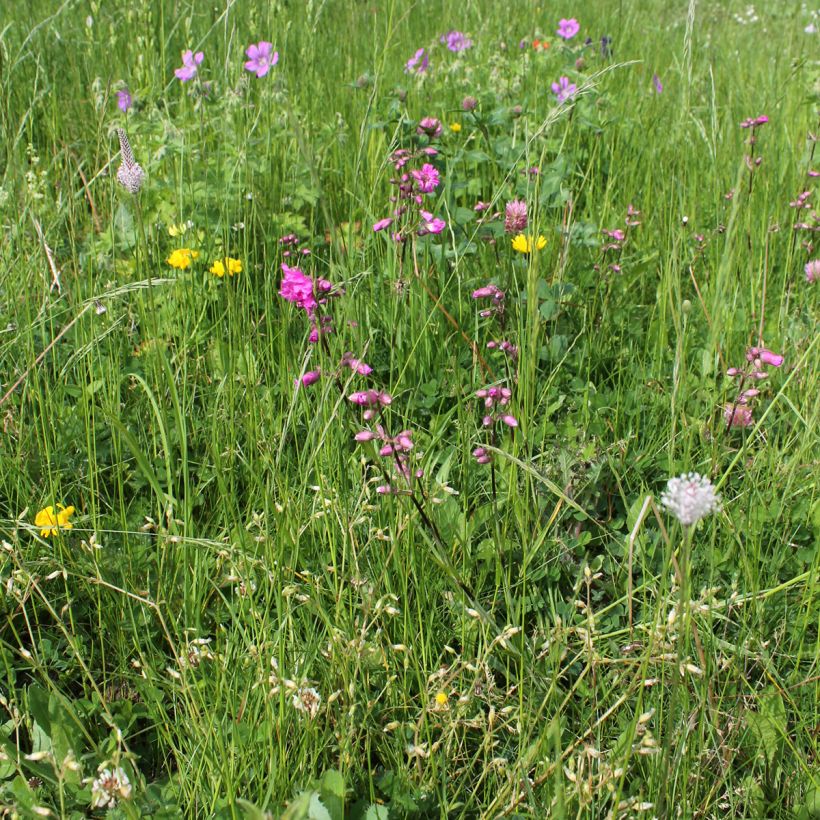 Gewöhnliche Pechnelke Plena - Lychnis viscaria (Plant habit)