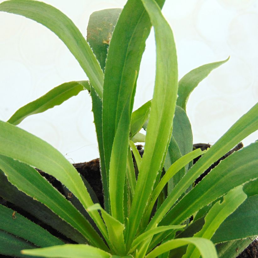 Gewöhnliche Pechnelke Splendens - Lychnis viscaria (Foliage)
