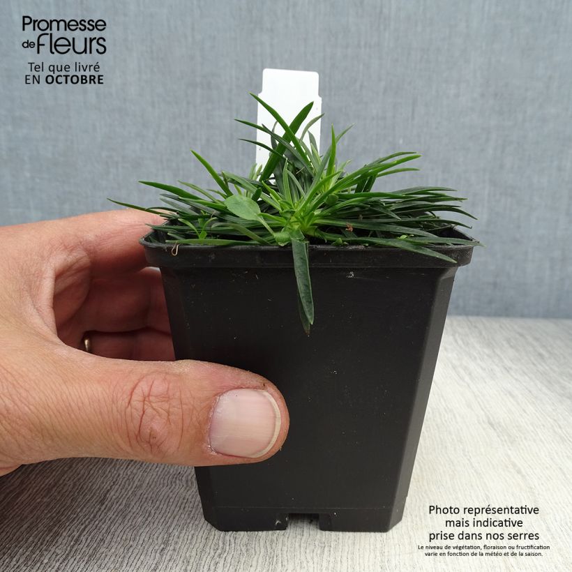 Example of Gewöhnliche Pechnelke Splendens - Lychnis viscaria Kleine Töpfe von 8/9 cm as you get in automne