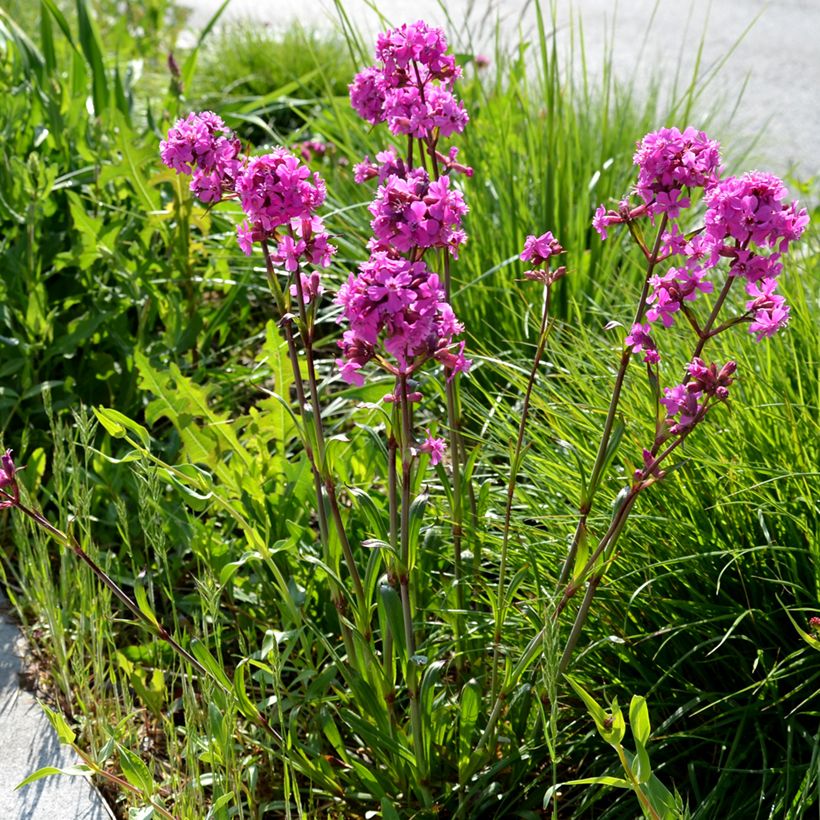 Gewöhnliche Pechnelke Splendens - Lychnis viscaria (Plant habit)