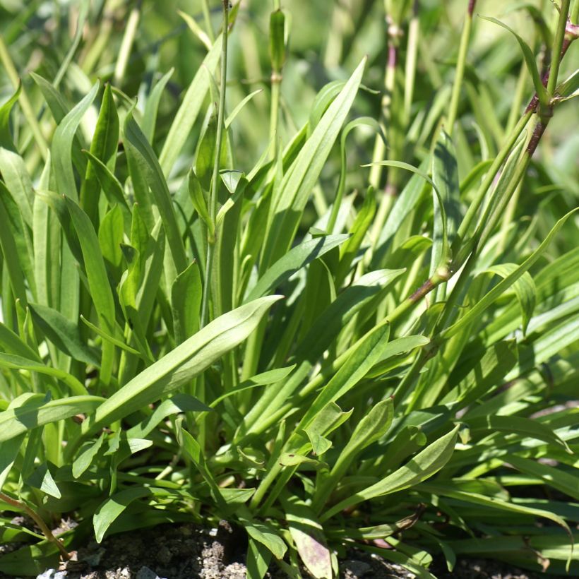 Lichtnelke - Lychnis yunnanensis (Foliage)