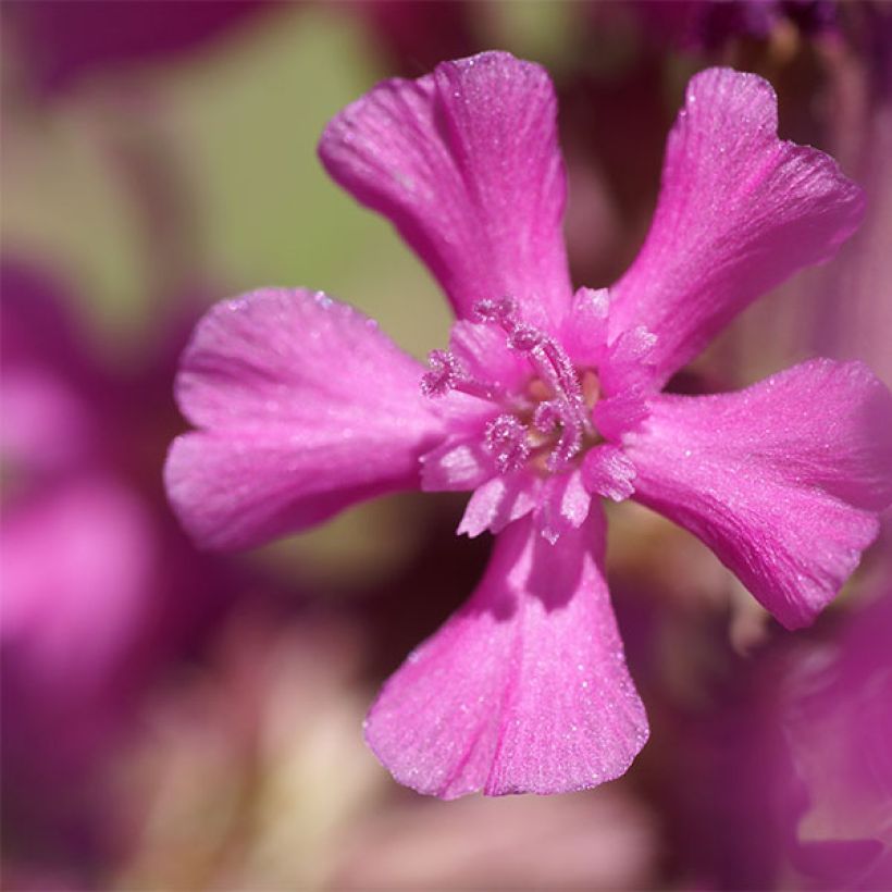 Lichtnelke - Lychnis yunnanensis (Flowering)