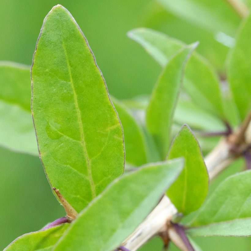 Chinesischer Bocksdorn - Lycium chinense (Foliage)