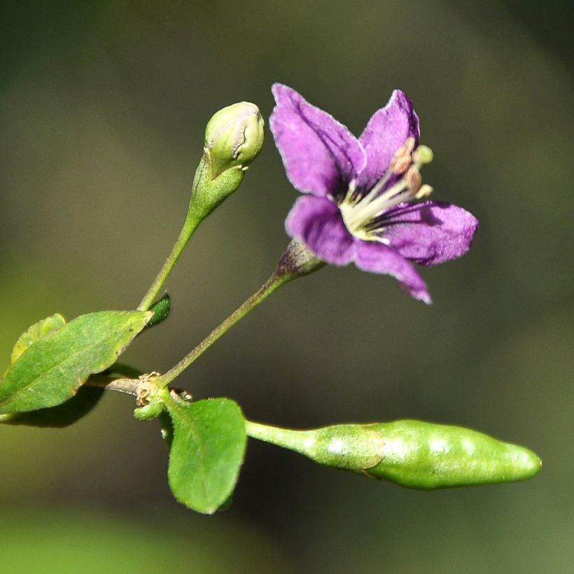 Chinesischer Bocksdorn - Lycium chinense (Flowering)