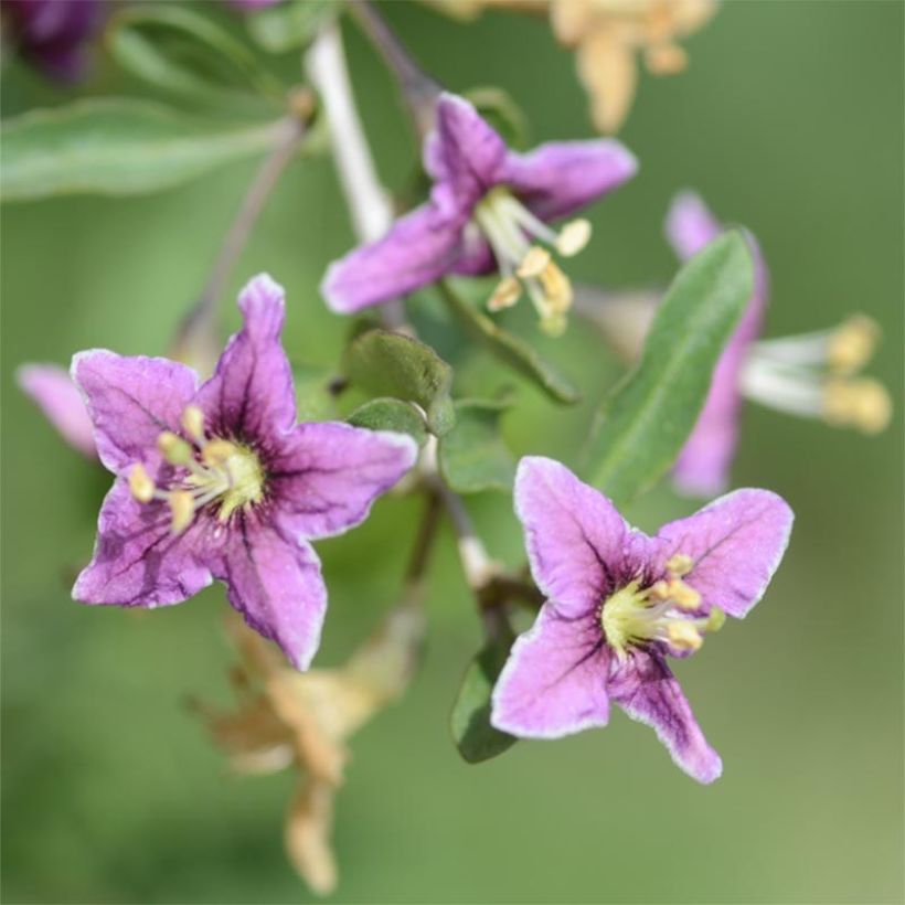 Gemeiner Bocksdorn - Lycium barbarum (Flowering)
