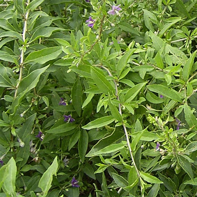 Gemeiner Bocksdorn - Lycium barbarum (Foliage)