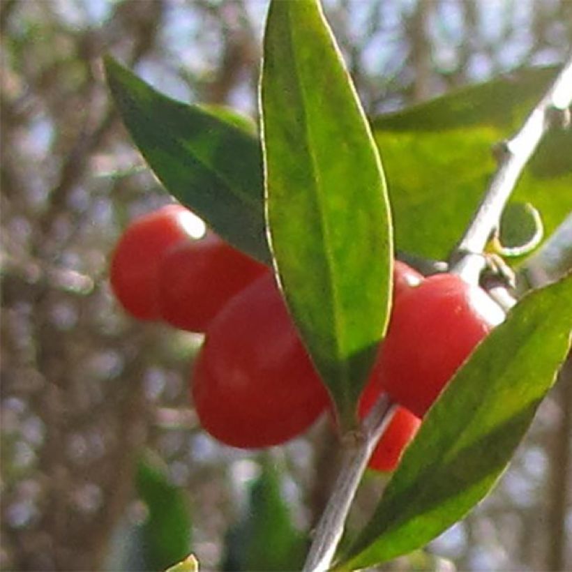 Gemeiner Bocksdorn - Lycium barbarum (Harvest)