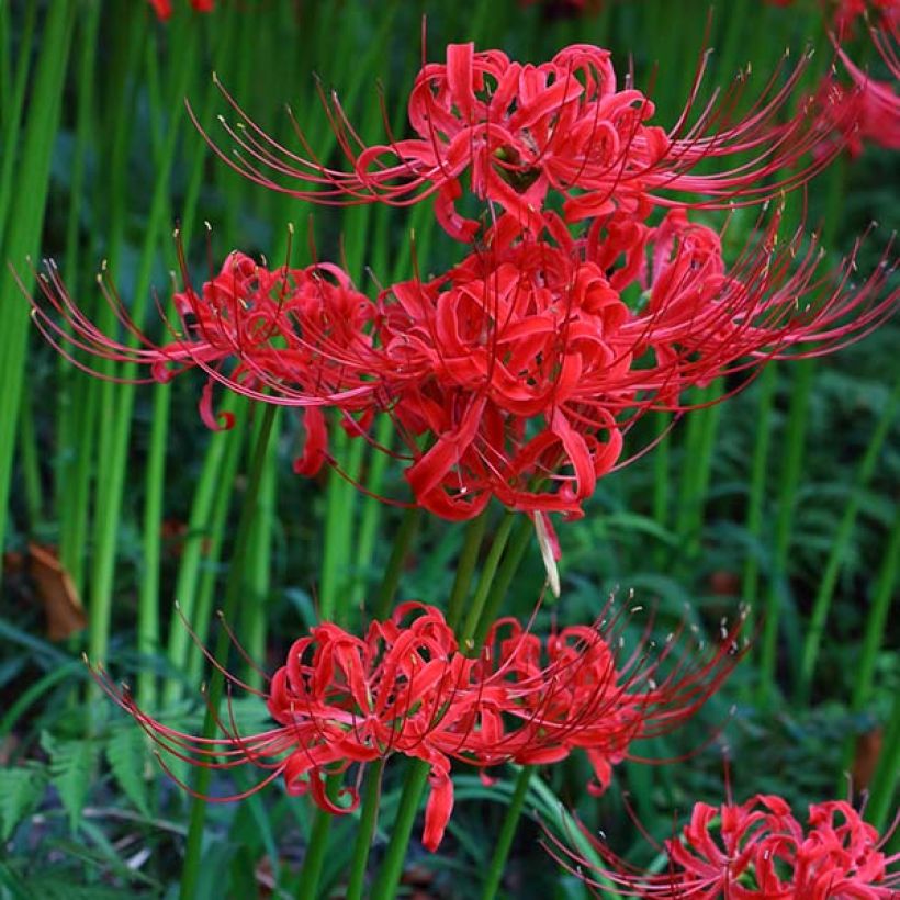 Lycoris radiata - Spinnenlilie (Flowering)