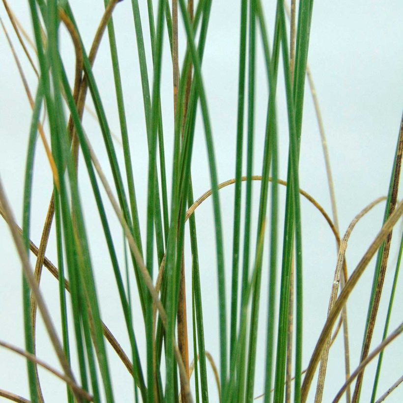 Lygeum spartum - Espartogras (Foliage)