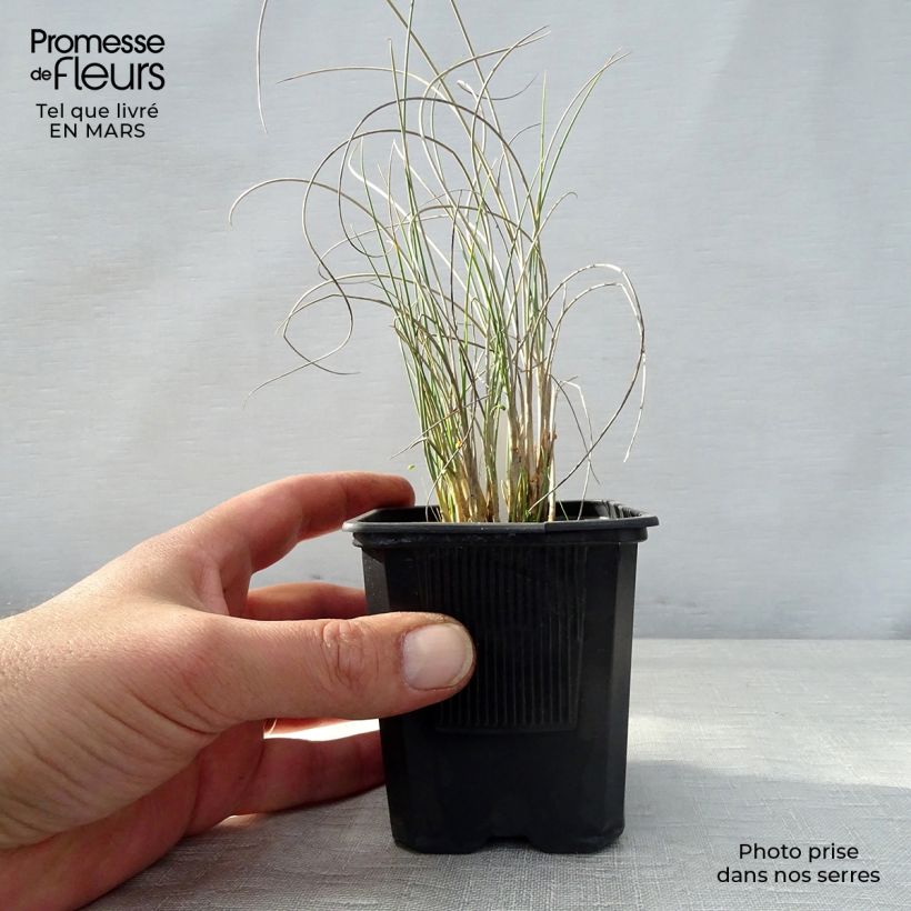 Exemplar von Lygeum spartum - Espartogras Kleine Töpfe von 8/9 cm wie im Frühjahr geliefert