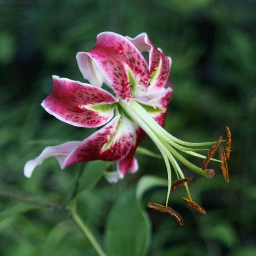 Orientalische Lilie Black Beauty - Lilium (Flowering)