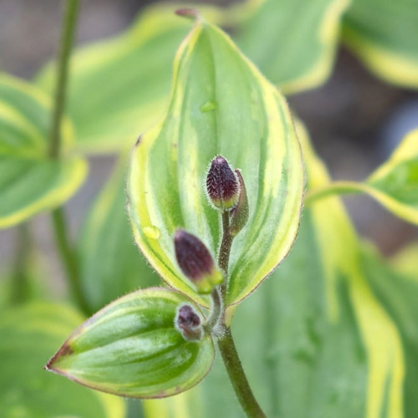 Tricyrtis formosana Autumn Glow - Krötenlilie (Foliage)
