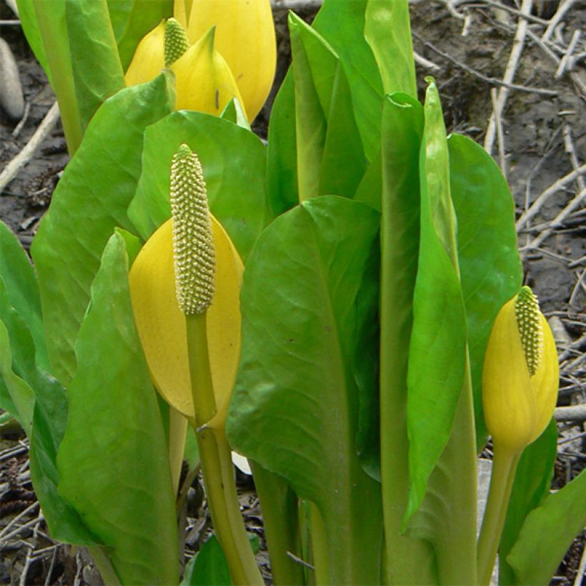 Lysichitum americanus - Amerikanischer Stinktierkohl (Foliage)
