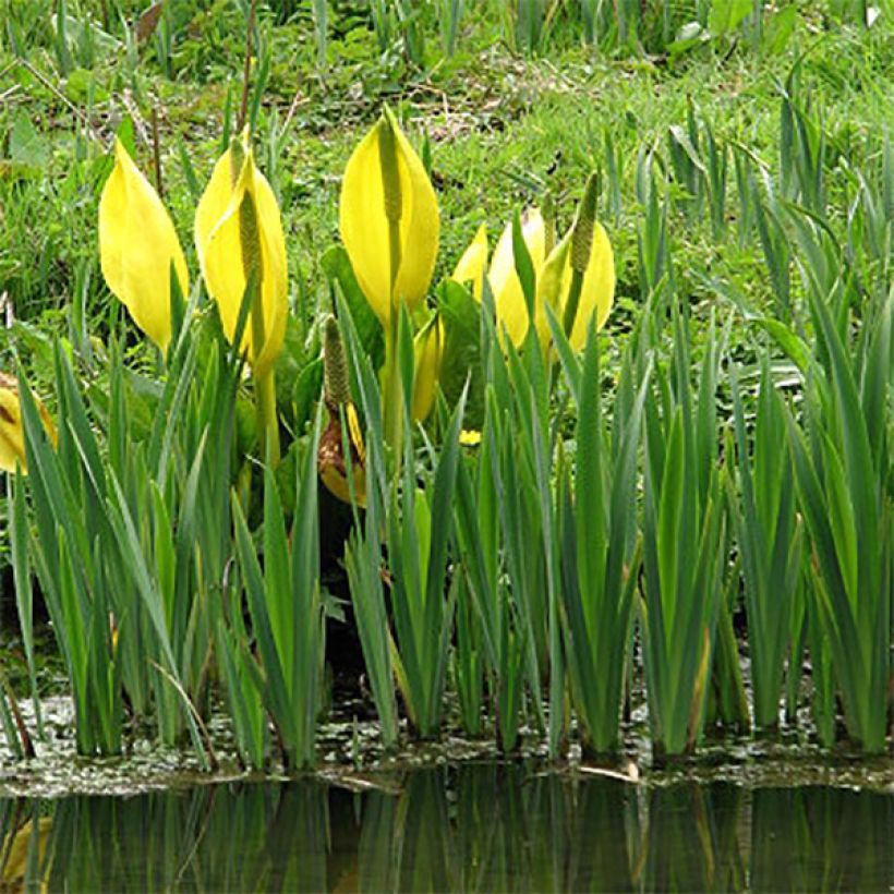 Lysichitum americanus - Amerikanischer Stinktierkohl (Plant habit)