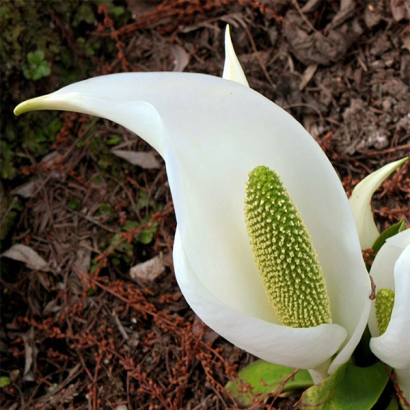 Lysichiton camtschatcensis - Weiße Scheinkalla (Flowering)