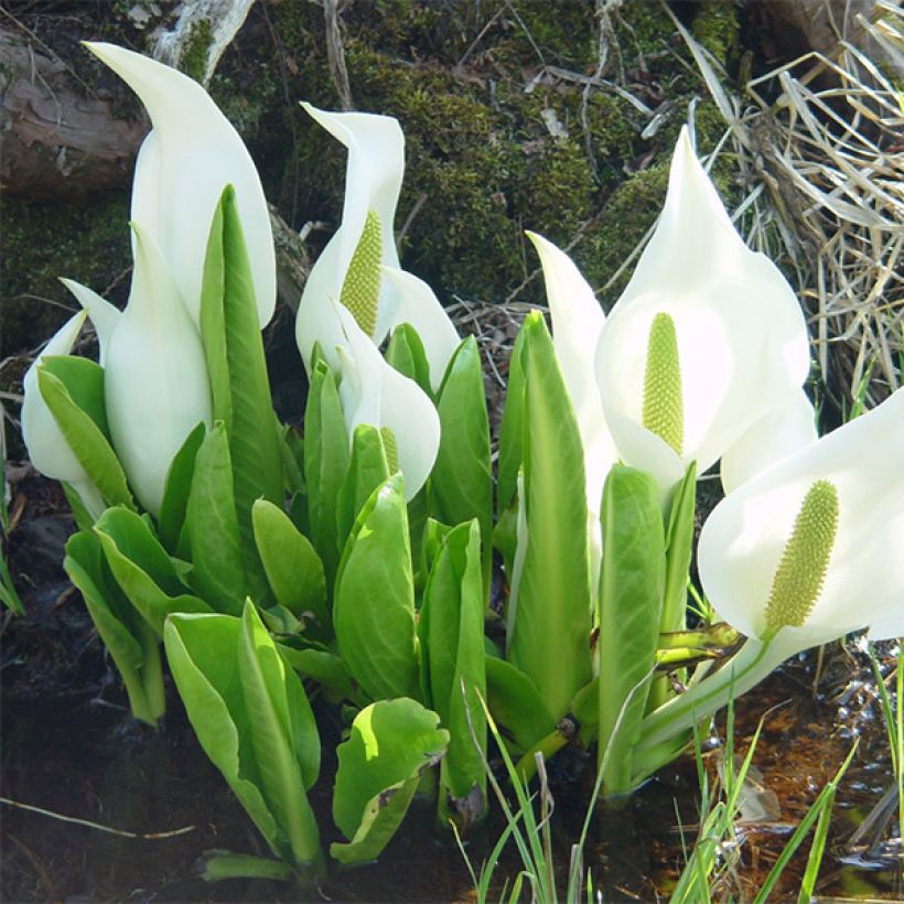 Lysichiton camtschatcensis - Weiße Scheinkalla (Plant habit)
