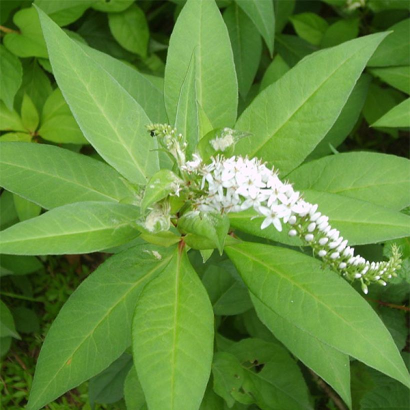 Lysimachia barystachys - Gilbweiderich (Foliage)