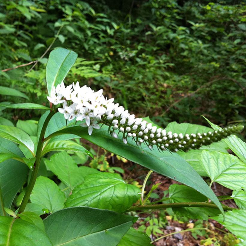 Lysimachia barystachys - Gilbweiderich (Flowering)