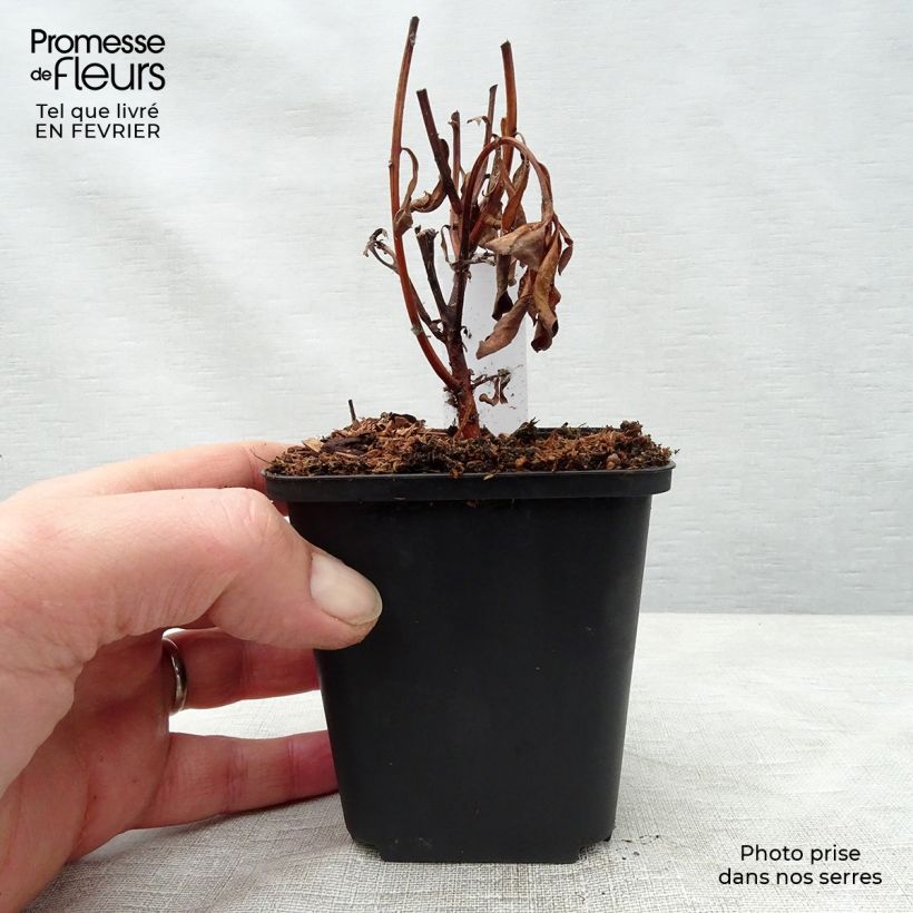 Exemplar von Lysimachia barystachys - Gilbweiderich Kleine Töpfe von 8/9 cm wie im Winter geliefert