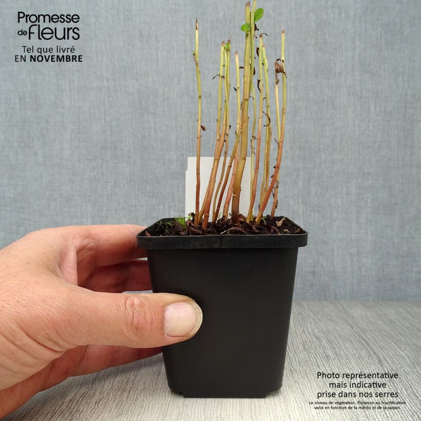Example of Lysimachia barystachys - Gilbweiderich Kleine Töpfe von 8/9 cm as you get in automne