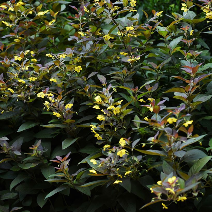 Lysimachia ciliata Fire Cracker - Bronze-Felberich (Plant habit)
