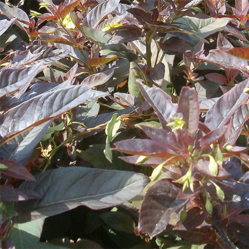 Lysimachia ciliata Fire Cracker - Bronze-Felberich (Foliage)