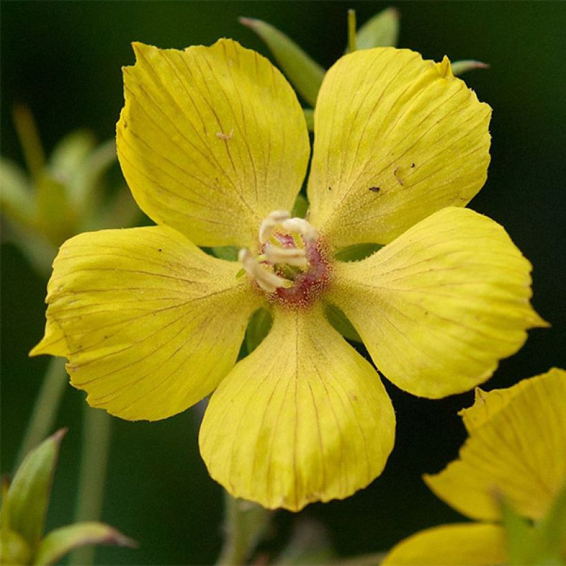 Lysimachia ciliata Fire Cracker - Bronze-Felberich (Flowering)